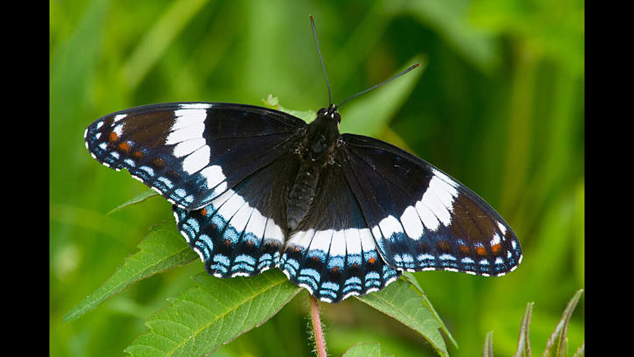 Admiral Butterfly