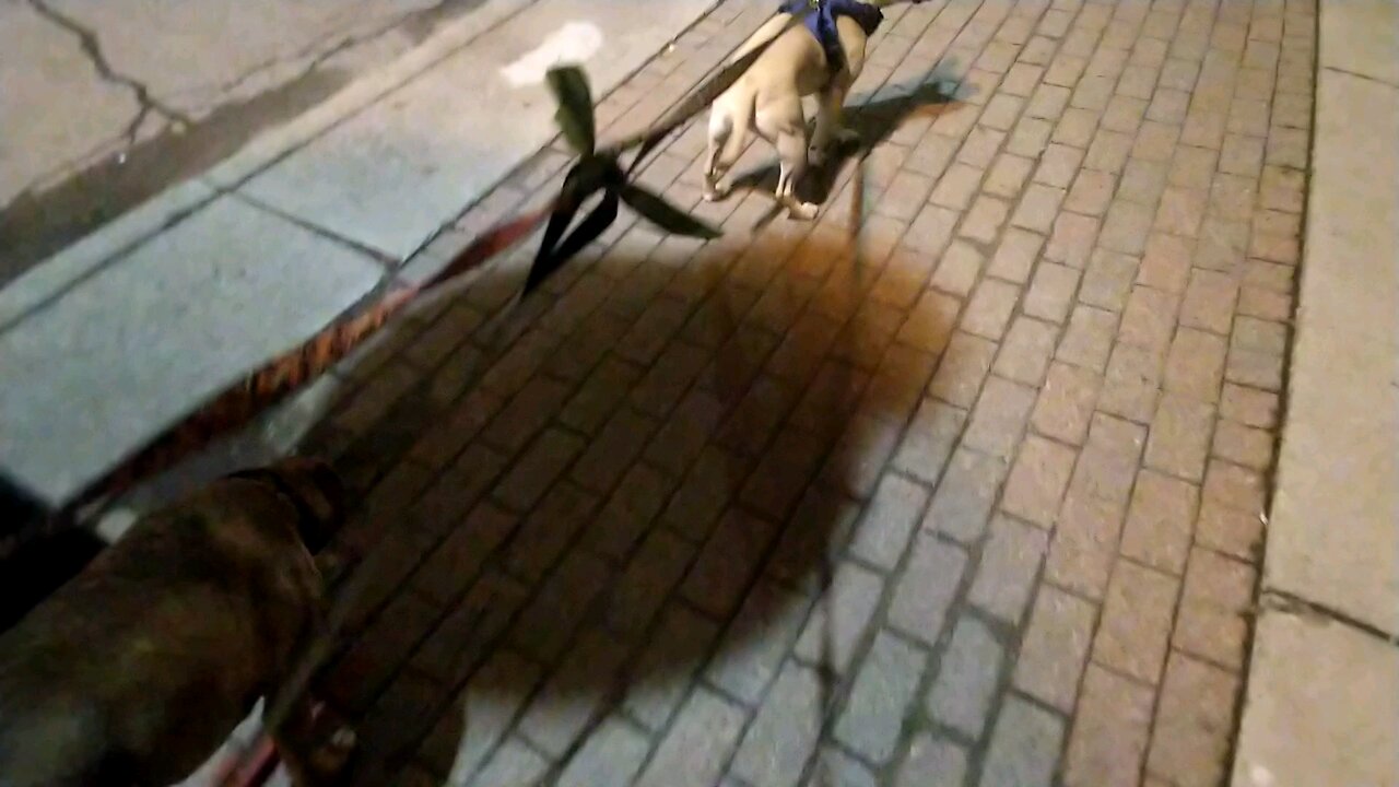 PitBulls On Patrol Night Walk Double Leash