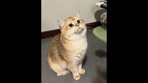 cat cat cat