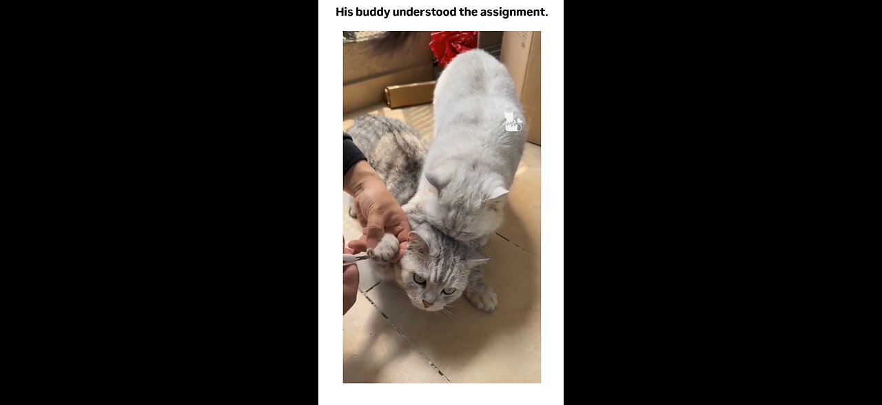 Cat: Assignment Understood. Objective: Chaos 🐱✅