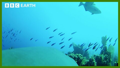 See the Ocean Through a Shark's Eyes | Animals With Cameras | BBC Earth