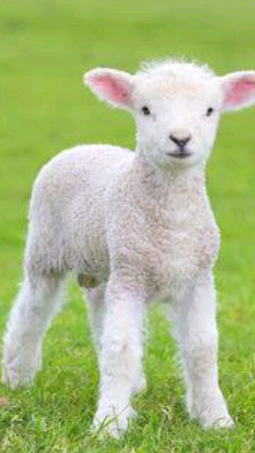 go vegan save lambs 😊