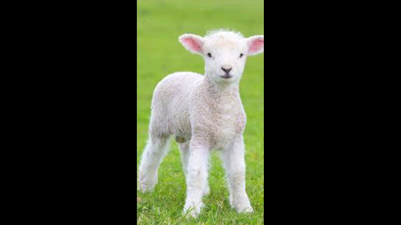 go vegan save lambs 😊