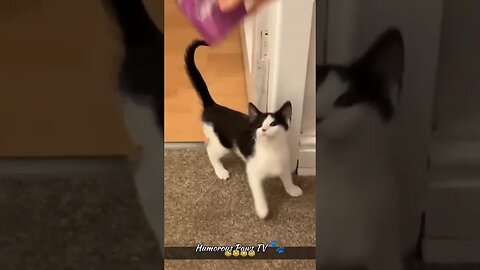 New funny animals