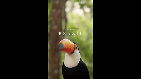 The BEAUTY OF BRAZIL