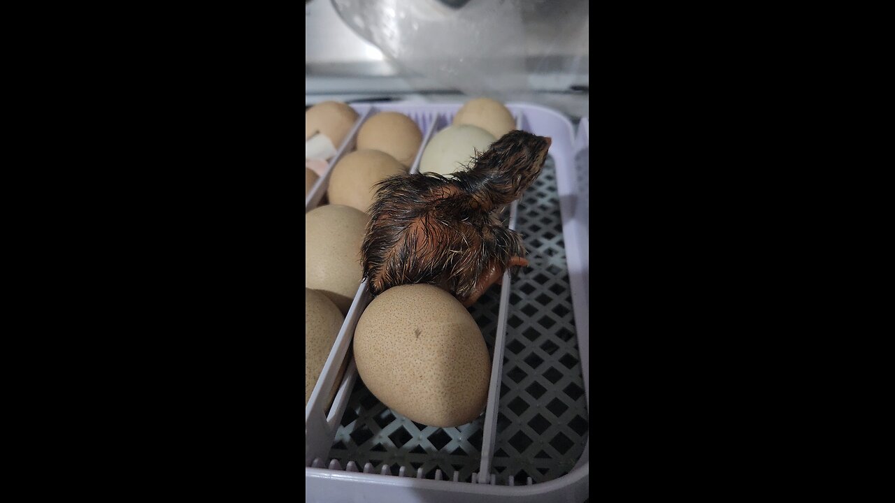 Keet
