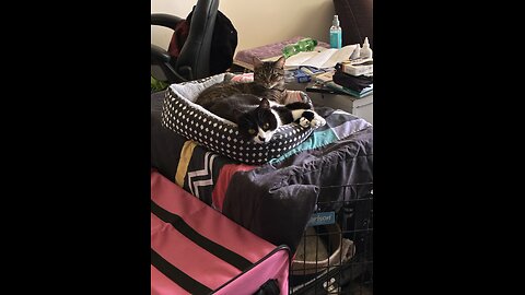 Cat loves her toys
