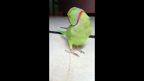 अंगुर और मिटू