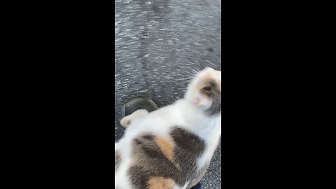 Cat 🐈 walking around me #shorts #follome #viral #trending #cat #kitten