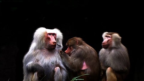 The Baboon's Story: What If He Could Tell You Everything?