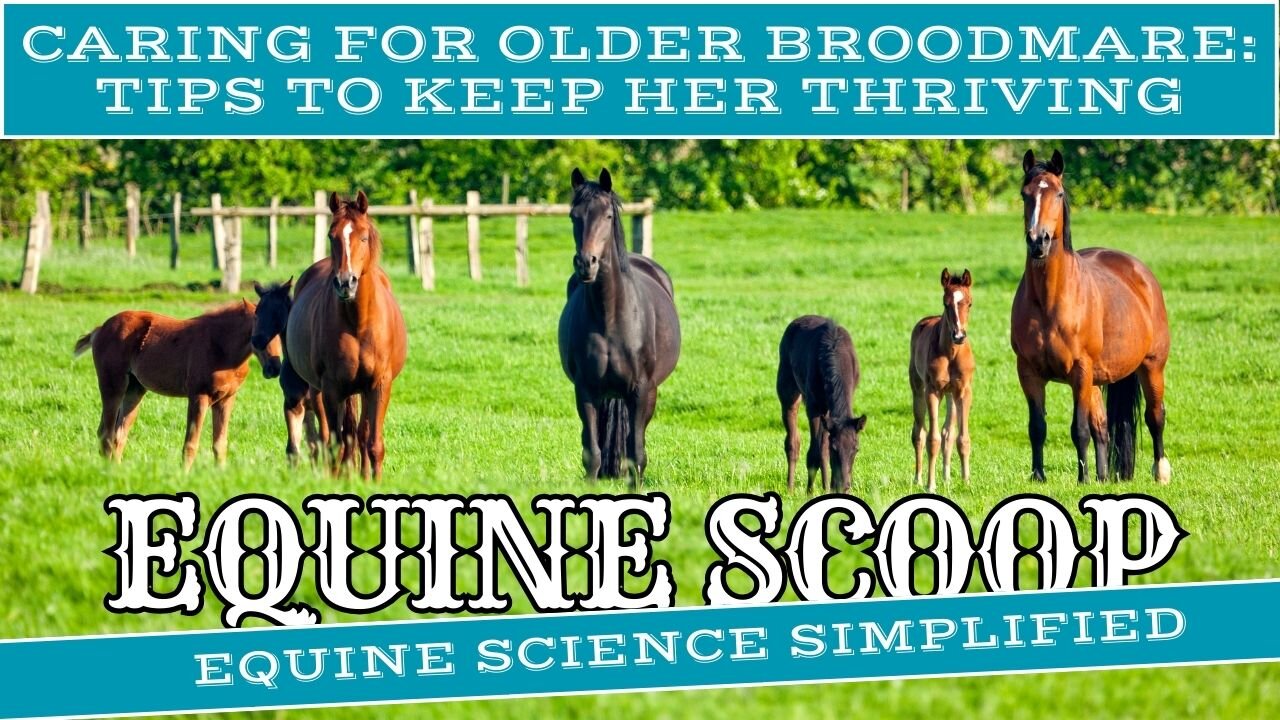 Caring for the Older Broodmare: Tips to Keep Her Thriving