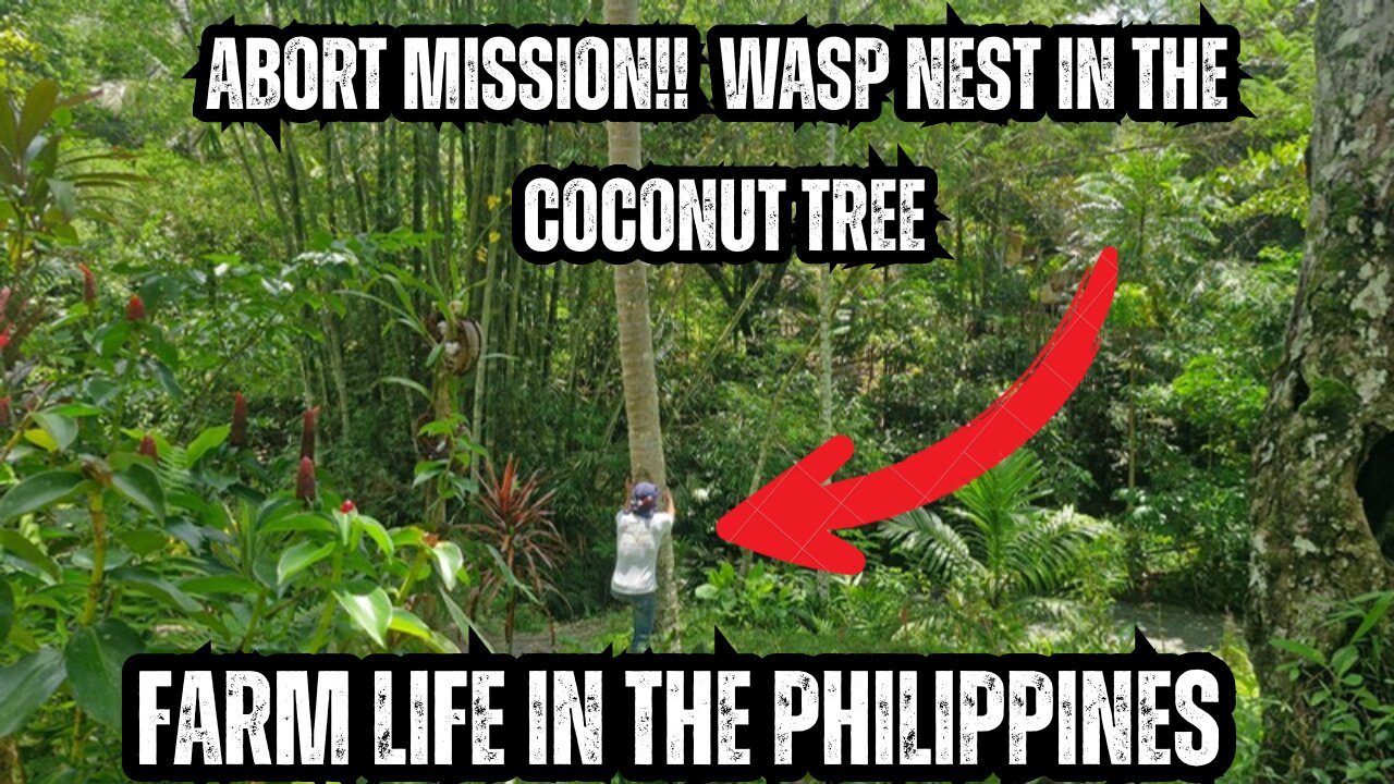 🌴 Harvesting Young Coconut for Buko Juice… But Then THIS Happened! 🐝