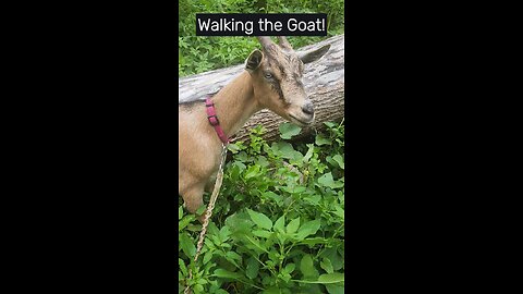 Goat Eating