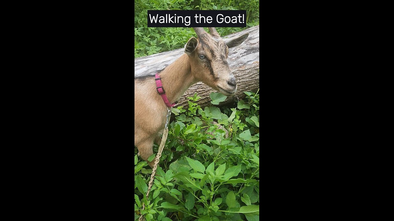 Goat Eating