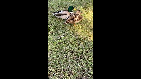 Two Mallard Ducks 🦆 #mallardducks #ducks #duck #followme #shorts #viral #trending