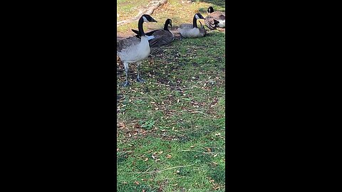 Canada Goose 🪿 #canadagoose #shorts #followme #trending #goose #viral