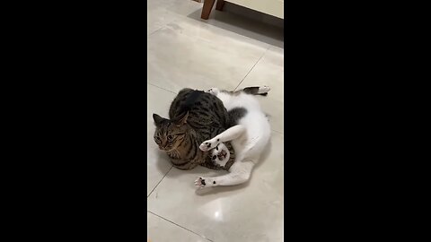"This Cat Tried WWE… Then Took a Pee Break! 😹🥊"