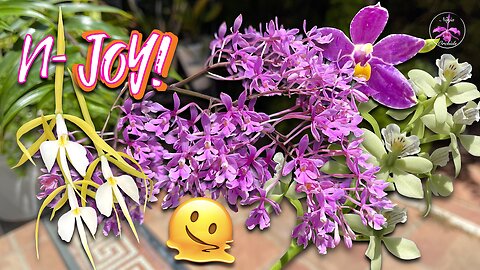 First Bloom SHOCKER! 🤔 Orchid Bloom EXPLOSION! A Tour of Vandas, Cattleya & More! #ninjaorchids
