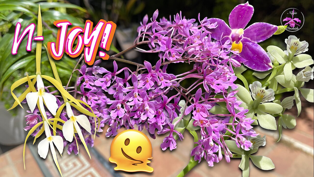 First Bloom SHOCKER! 🤔 Orchid Bloom EXPLOSION! A Tour of Vandas, Cattleya & More! #ninjaorchids
