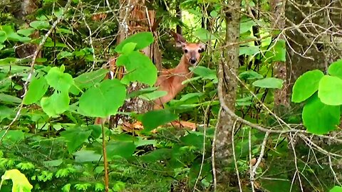 White-tailed deer