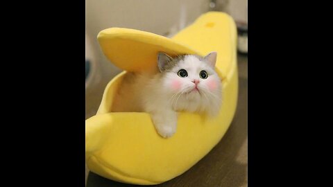 Banana Boat Take My Baby Home