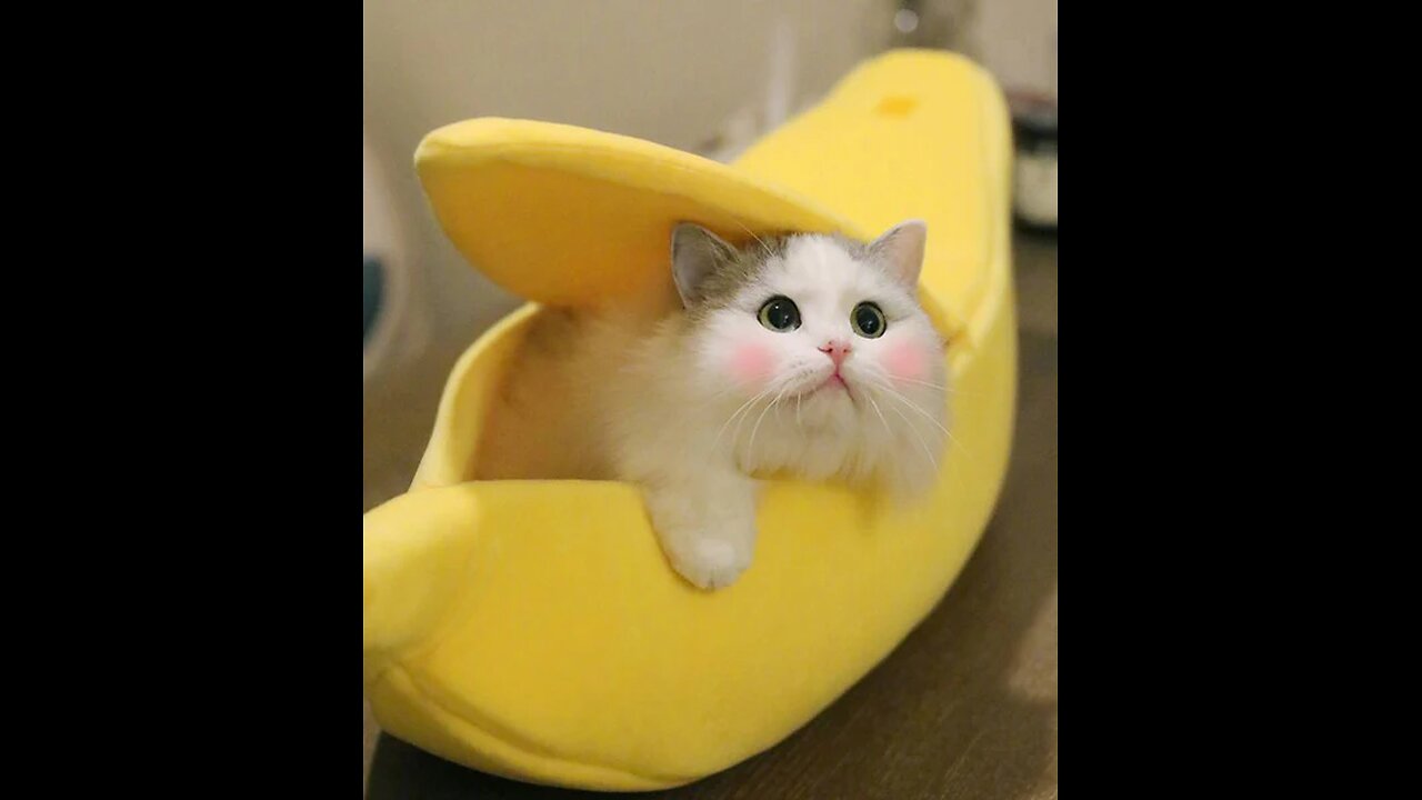 Banana Boat Take My Baby Home