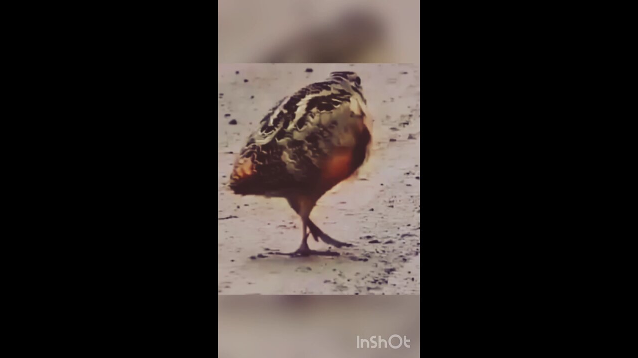 dancing bird
