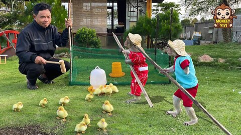 YiYi and YinYin help grandpa create a home for the ducklings