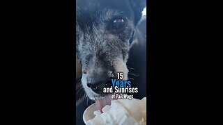 15 Years of Tail Wags and Sunrises