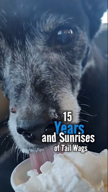 15 Years of Tail Wags and Sunrises