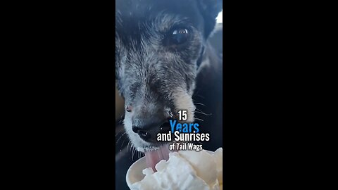 15 Years of Tail Wags and Sunrises