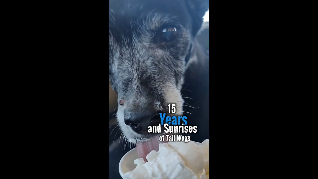 15 Years of Tail Wags and Sunrises