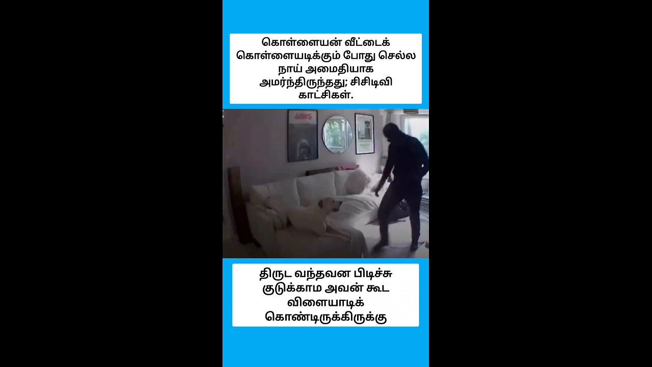கொள்ளையர்கள் வீட்டைக் கொள்ளையடிக்கும் போது செல்ல நாய் அமைதியாக அமர்ந்திருந்தது; சிசிடிவி கா