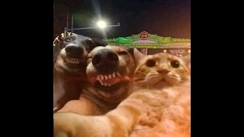 Funny Animal Videos Cat/Dogs 2025