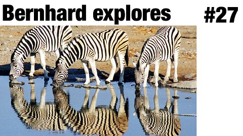 In What Way Can Animals Remember?