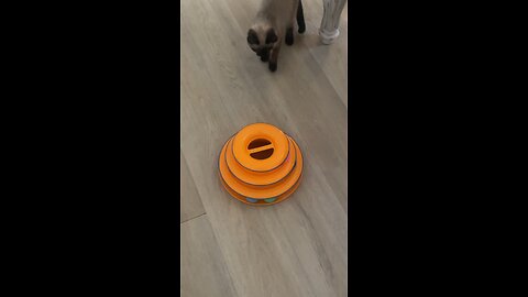 Cat playing