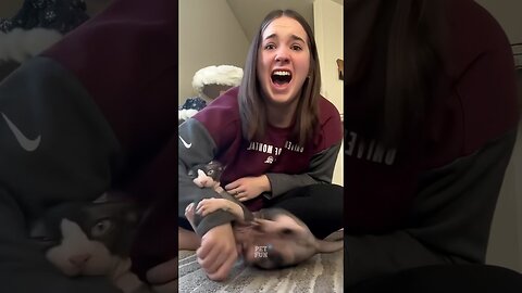 Funny Animals #funnyanimals #animals #pets #shorts