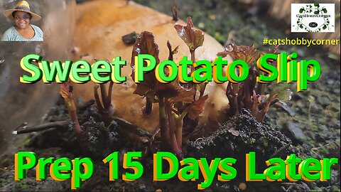 Sweet Potato Slip Prep 15 Days Later - #catshobbycorner #gardening #sweetpotatoslips