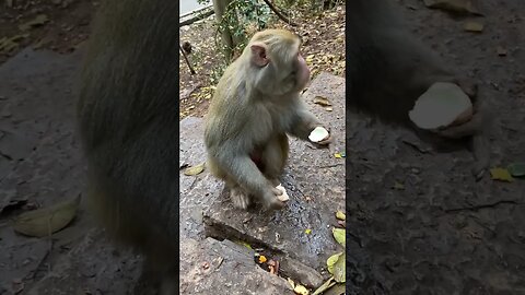 Andy👓: eat the egg yolk first, monkey