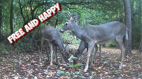 Free and happy before hunting season!