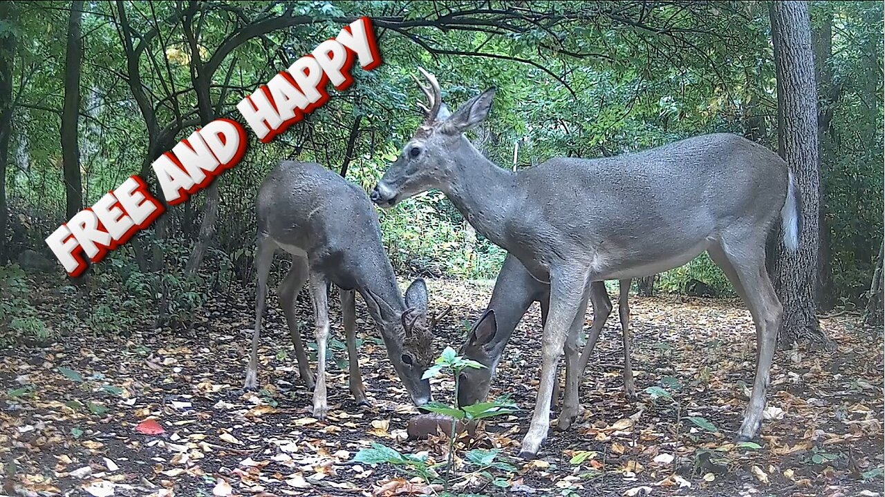 Free and happy before hunting season!