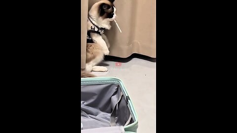 random cute cat