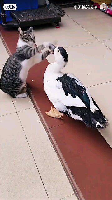 Cat & duck