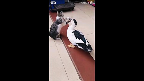 Cat & duck