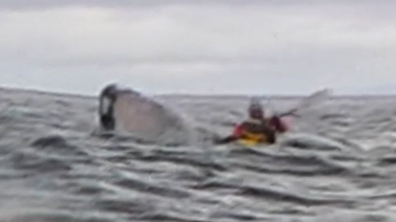 Humpback whale swallows kayaker whole - then spits him out