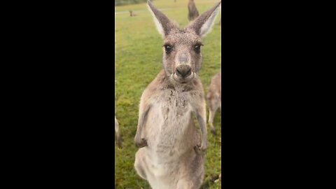 Feeding kangaroos