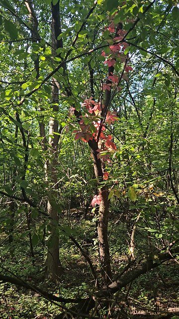 Virginia Creeper, not Poison Ivy