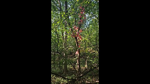Virginia Creeper, not Poison Ivy
