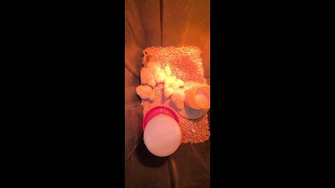 Hatchlings