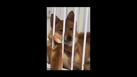 Funny dog copy human style😂😂😂Try Not to laugh video